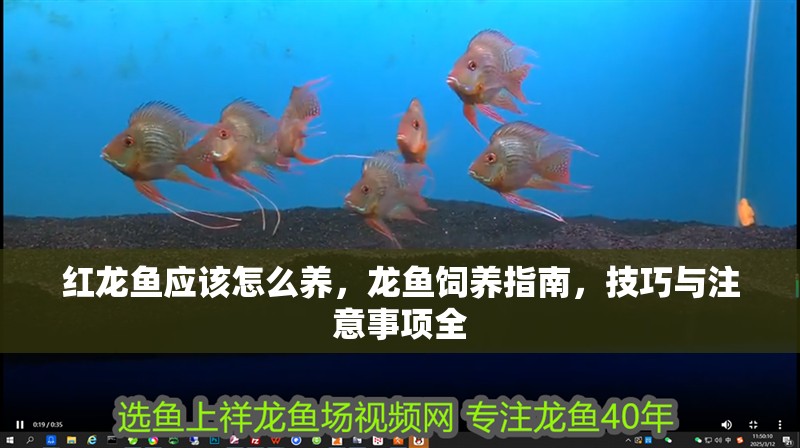 紅龍魚應(yīng)該怎么養(yǎng)，龍魚飼養(yǎng)指南，技巧與注意事項全