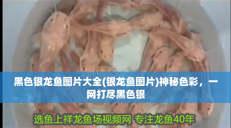 黑色銀龍魚圖片大全(銀龍魚圖片)神秘色彩，一網打盡黑色銀