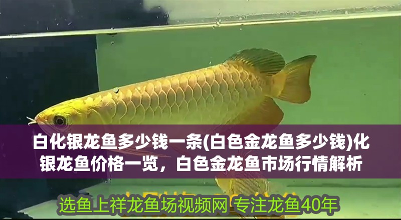 白化銀龍魚多少錢一條(白色金龍魚多少錢)化銀龍魚價格一覽，白色金龍魚市場行情解析