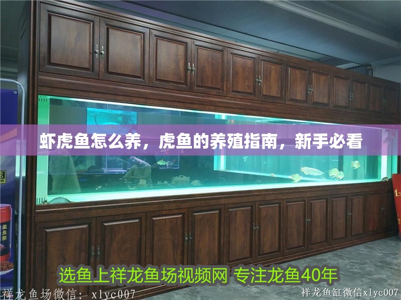 蝦虎魚怎么養，虎魚的養殖指南，新手必看