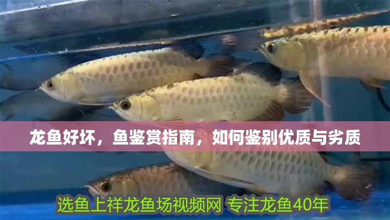 龍魚好壞，魚鑒賞指南，如何鑒別優質與劣質