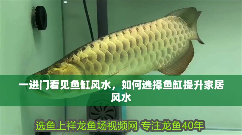 一進門看見魚缸風水，如何選擇魚缸提升家居風水