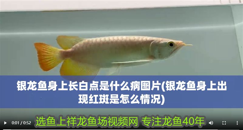 銀龍魚身上長白點是什么病圖片(銀龍魚身上出現紅斑是怎么情況) 銀龍魚身上長白點是什么病圖片(銀龍魚身上出現紅斑是怎么情況) 銀龍魚百科 第1張
