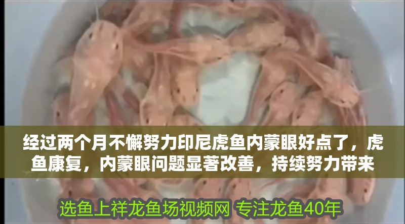 經過兩個月不懈努力印尼虎魚內蒙眼好點了，虎魚康復，內蒙眼問題顯著改善，持續努力帶來
