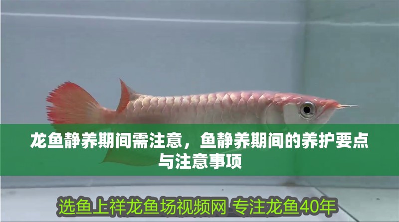 龍魚靜養(yǎng)期間需注意,魚靜養(yǎng)期間的養(yǎng)護要點與注意事項 龍魚百科 第2張 龍魚靜養(yǎng)期間需注意,魚靜養(yǎng)期間的養(yǎng)護要點與注意事項 龍魚靜養(yǎng)期間需注意,魚靜養(yǎng)期間的養(yǎng)護要點與注意事項 龍魚百科 第2張