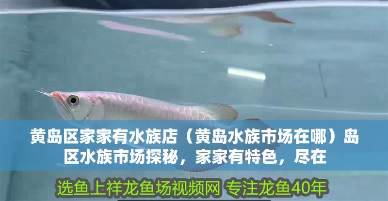 黃島區家家有水族店（黃島水族市場在哪）島區水族市場探秘，家家有特色，盡在 黃島區家家有水族店（黃島水族市場在哪）島區水族市場探秘，家家有特色，盡在 全國水族館企業名錄 第2張