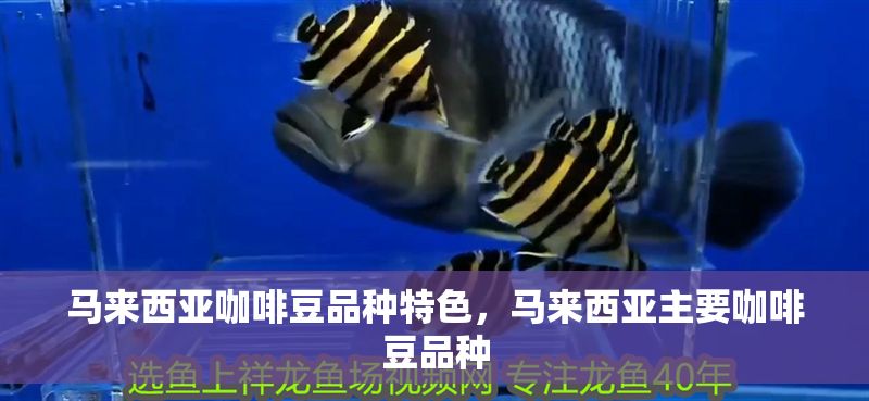 馬來(lái)西亞咖啡豆品種特色，馬來(lái)西亞主要咖啡豆品種