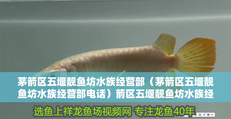茅箭區五堰靚魚坊水族經營部（茅箭區五堰靚魚坊水族經營部電話）箭區五堰靚魚坊水族經營部聯系方式及電話