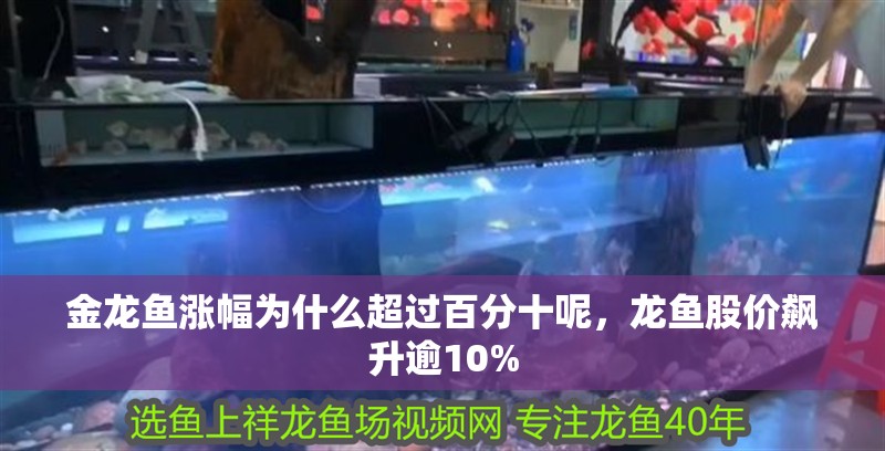 金龍魚漲幅為什么超過百分十呢，龍魚股價飆升逾10% 金龍魚漲幅為什么超過百分十呢，龍魚股價飆升逾10% 龍魚百科 第4張