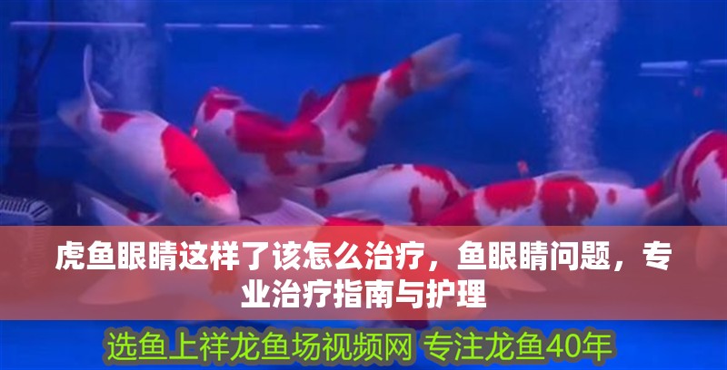 虎魚眼睛這樣了該怎么治療，魚眼睛問題，專業治療指南與護理