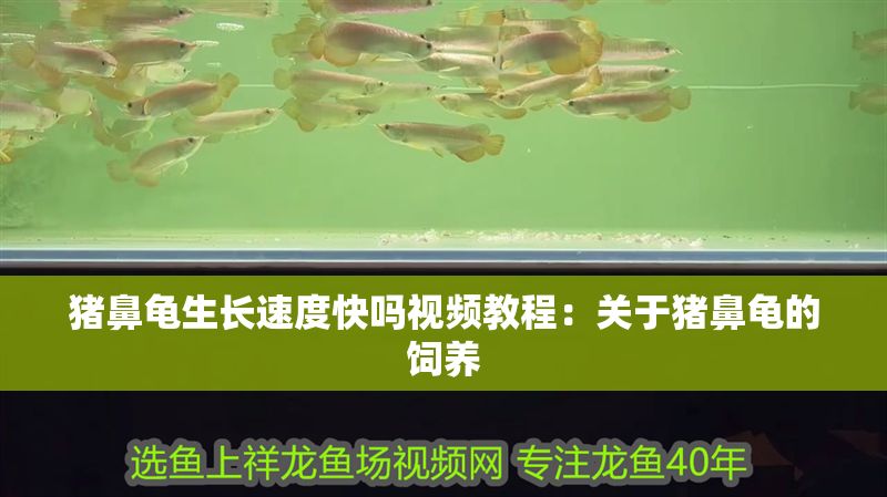 豬鼻龜生長速度快嗎視頻教程：關于豬鼻龜的飼養