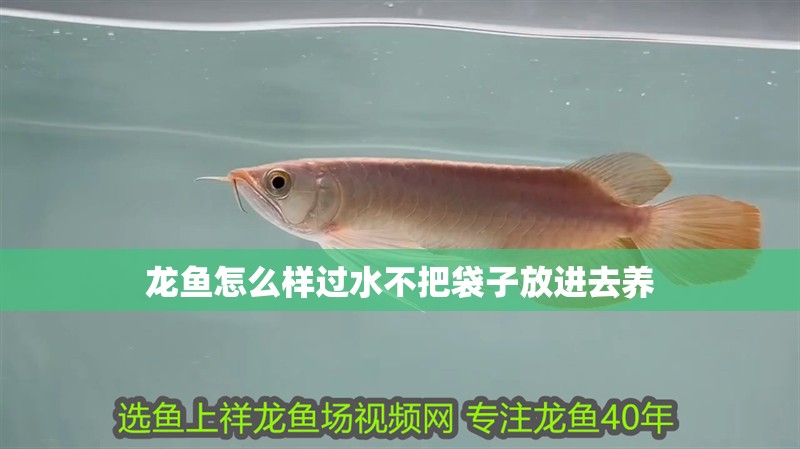 龍魚怎么樣過水不把袋子放進去養 龍魚怎么樣過水不把袋子放進去養 龍魚百科 第4張