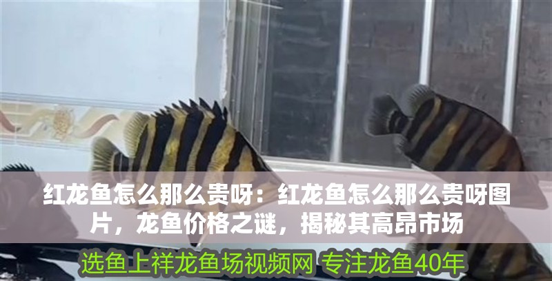紅龍魚怎么那么貴呀：紅龍魚怎么那么貴呀圖片，龍魚價格之謎，揭秘其高昂市場