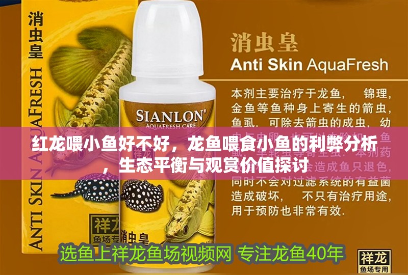 紅龍喂小魚好不好，龍魚喂食小魚的利弊分析，生態平衡與觀賞價值探討