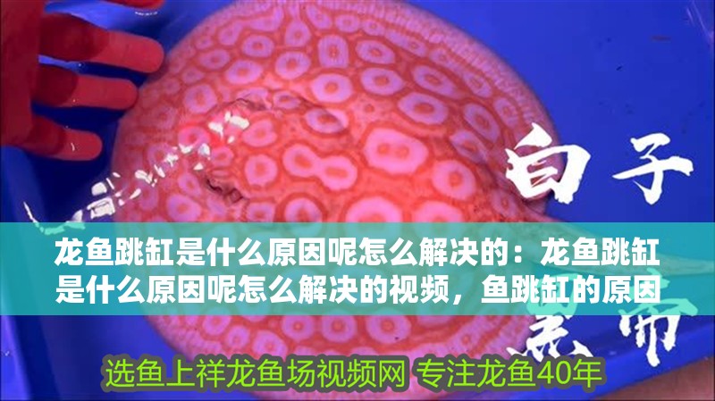 龍魚跳缸是什么原因呢怎么解決的：龍魚跳缸是什么原因呢怎么解決的視頻，魚跳缸的原因及