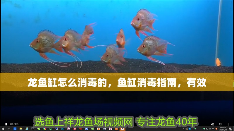 龍魚缸怎么消毒的，魚缸消毒指南，有效
