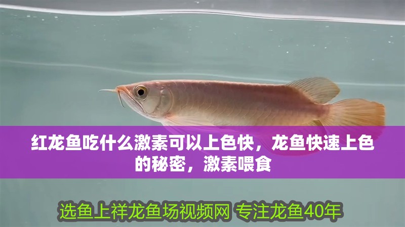 紅龍魚吃什么激素可以上色快，龍魚快速上色的秘密，激素喂食