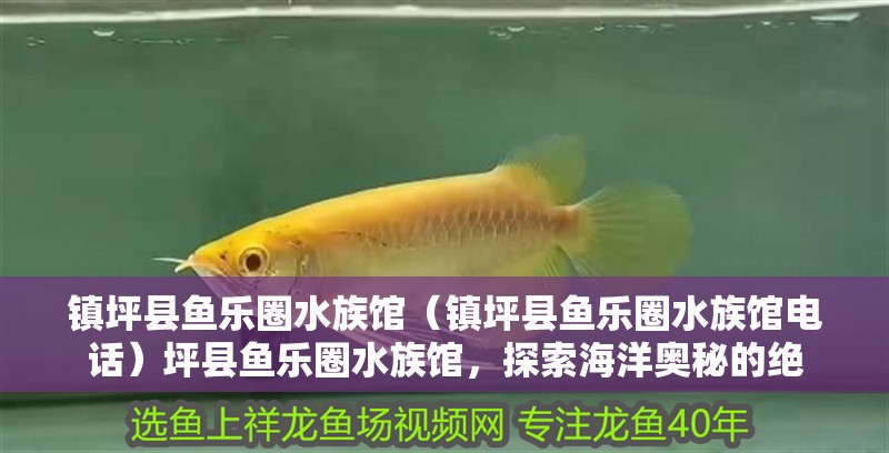 鎮坪縣魚樂圈水族館（鎮坪縣魚樂圈水族館電話）坪縣魚樂圈水族館，探索海洋奧秘的絕 鎮坪縣魚樂圈水族館（鎮坪縣魚樂圈水族館電話）坪縣魚樂圈水族館，探索海洋奧秘的絕 全國水族館企業名錄 第2張
