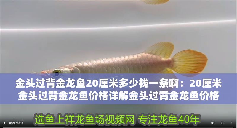 金頭過背金龍魚20厘米多少錢一條啊：20厘米金頭過背金龍魚價格詳解金頭過背金龍魚價格趨勢