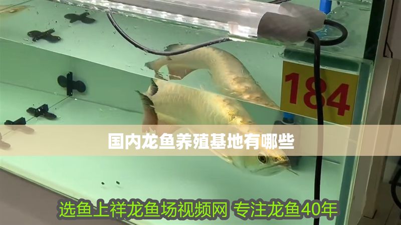 國內(nèi)龍魚養(yǎng)殖基地有哪些