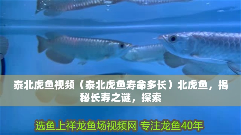 泰北虎魚視頻（泰北虎魚壽命多長）北虎魚，揭秘長壽之謎，探索