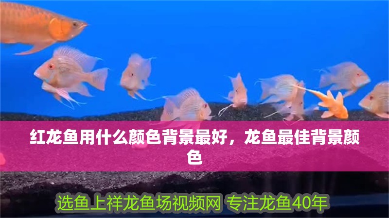 紅龍魚用什么顏色背景最好,龍魚最佳背景顏色 龍魚百科 第4張 紅龍魚用什么顏色背景最好,龍魚最佳背景顏色 紅龍魚用什么顏色背景最好,龍魚最佳背景顏色 龍魚百科 第4張