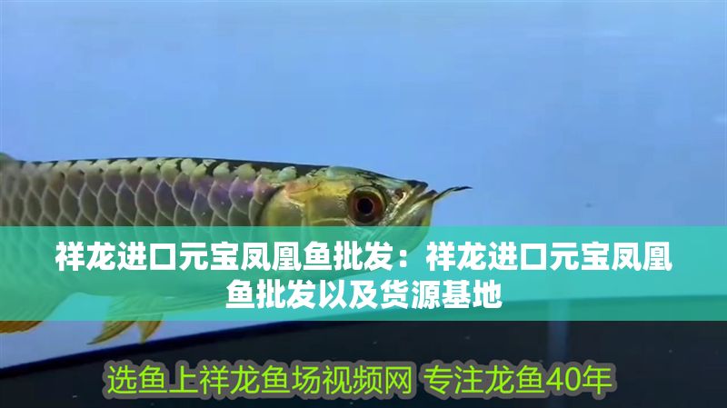 祥龍進(jìn)口元寶鳳凰魚批發(fā)：祥龍進(jìn)口元寶鳳凰魚批發(fā)以及貨源基地