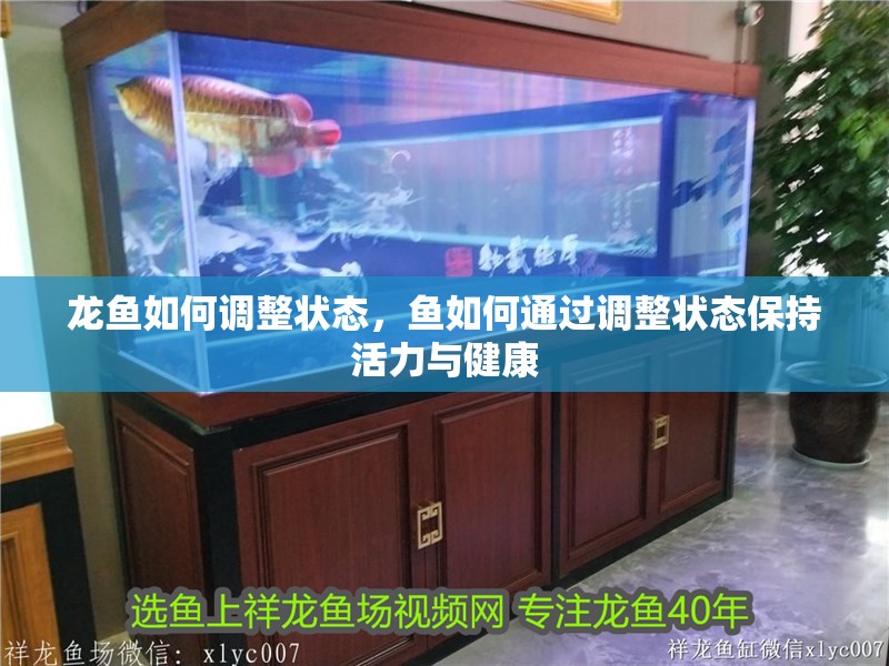 龍魚如何調整狀態，魚如何通過調整狀態保持活力與健康