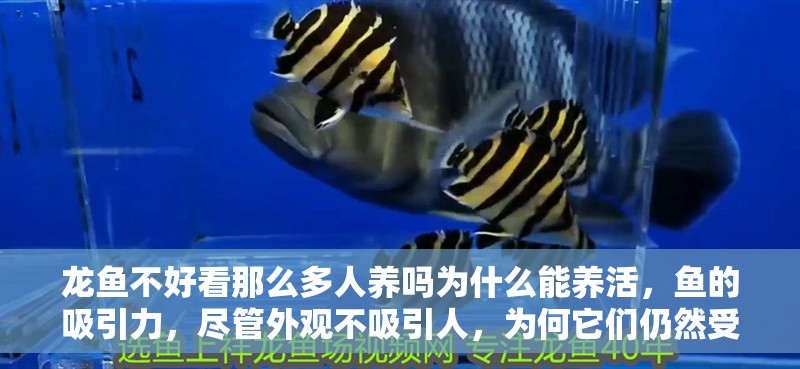 龍魚不好看那么多人養嗎為什么能養活，魚的吸引力，盡管外觀不吸引人，為何它們仍然受到養魚