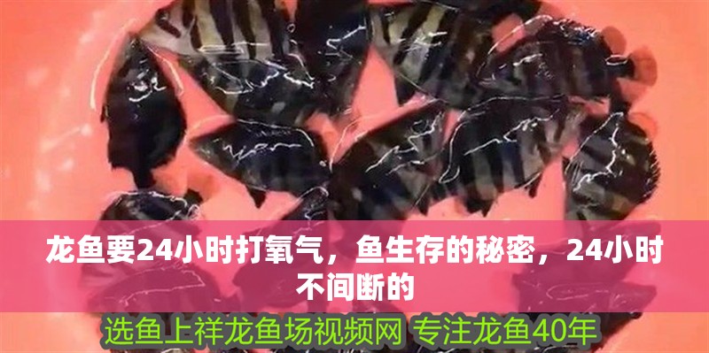 龍魚要24小時打氧氣，魚生存的秘密，24小時不間斷的