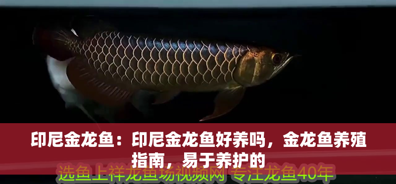 印尼金龍魚：印尼金龍魚好養嗎，金龍魚養殖指南，易于養護的