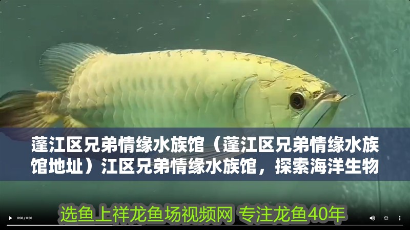 蓬江區兄弟情緣水族館（蓬江區兄弟情緣水族館地址）江區兄弟情緣水族館，探索海洋生物的奇妙