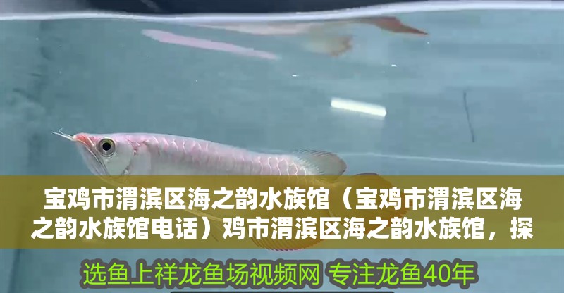 寶雞市渭濱區海之韻水族館（寶雞市渭濱區海之韻水族館電話）雞市渭濱區海之韻水族館，探索海底