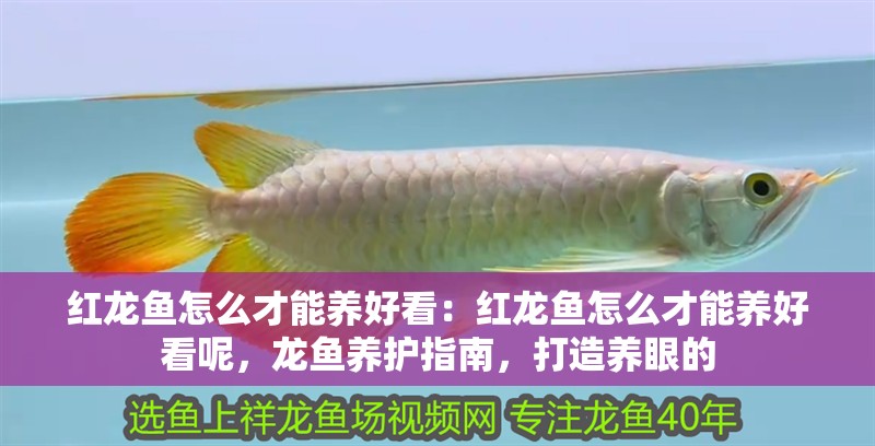 紅龍魚怎么才能養好看：紅龍魚怎么才能養好看呢，龍魚養護指南，打造養眼的