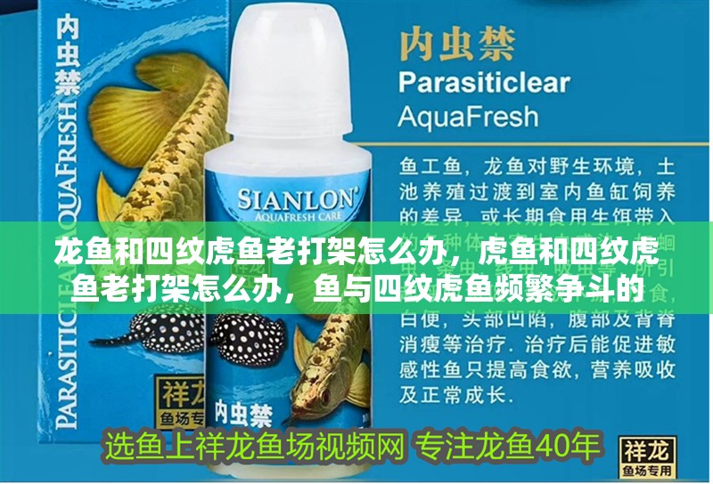 龍魚和四紋虎魚老打架怎么辦，虎魚和四紋虎魚老打架怎么辦，魚與四紋虎魚頻繁爭斗的