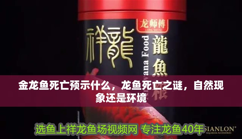 金龍魚死亡預(yù)示什么，龍魚死亡之謎，自然現(xiàn)象還是環(huán)境