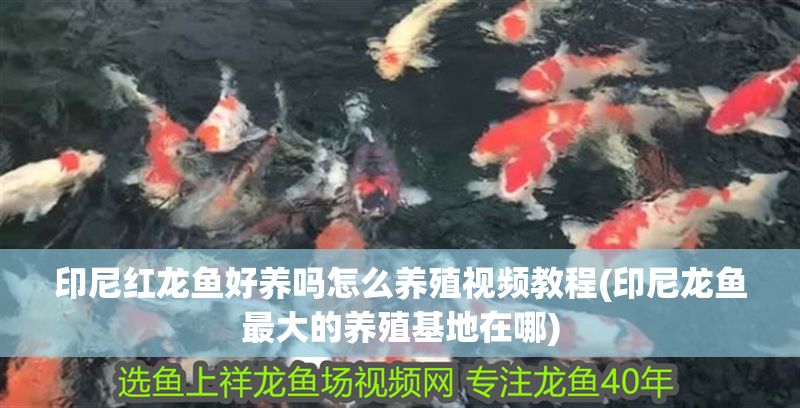 印尼紅龍魚好養嗎怎么養殖視頻教程(印尼龍魚最大的養殖基地在哪)