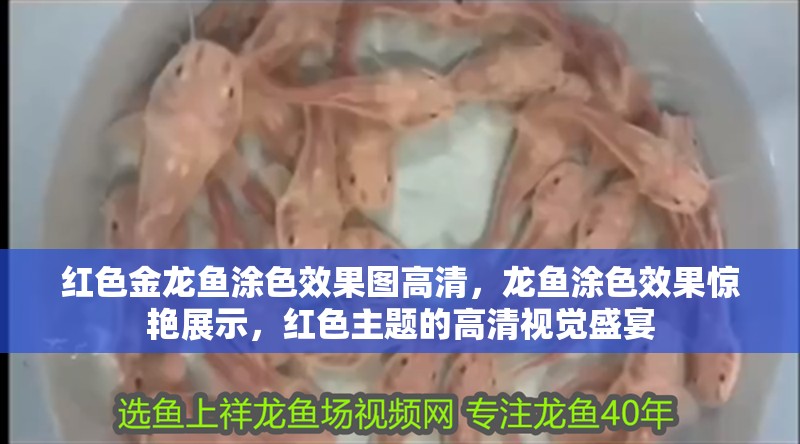 紅色金龍魚涂色效果圖高清，龍魚涂色效果驚艷展示，紅色主題的高清視覺盛宴