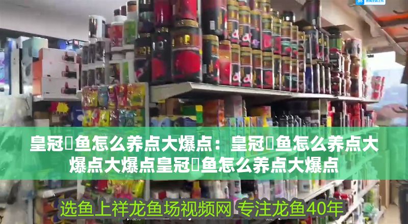 皇冠魟魚怎么養點大爆點：皇冠魟魚怎么養點大爆點大爆點皇冠魟魚怎么養點大爆點