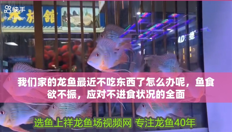 我們家的龍魚最近不吃東西了怎么辦呢，魚食欲不振，應對不進食狀況的全面 我們家的龍魚最近不吃東西了怎么辦呢，魚食欲不振，應對不進食狀況的全面 龍魚百科 第4張