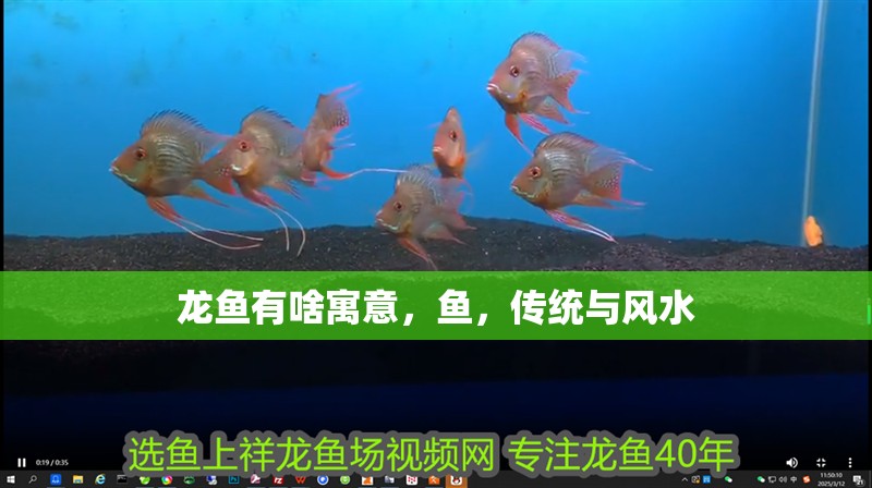 龍魚(yú)有啥寓意，魚(yú)，傳統(tǒng)與風(fēng)水