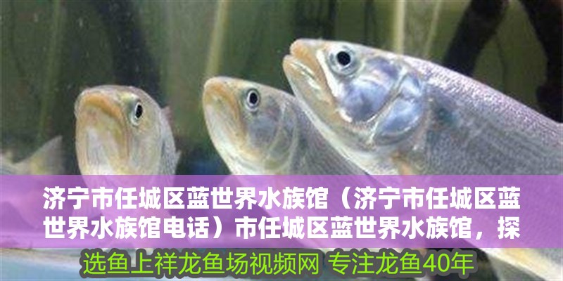 濟寧市任城區(qū)藍世界水族館（濟寧市任城區(qū)藍世界水族館電話）市任城區(qū)藍世界水族館，探索海洋奧秘的絕