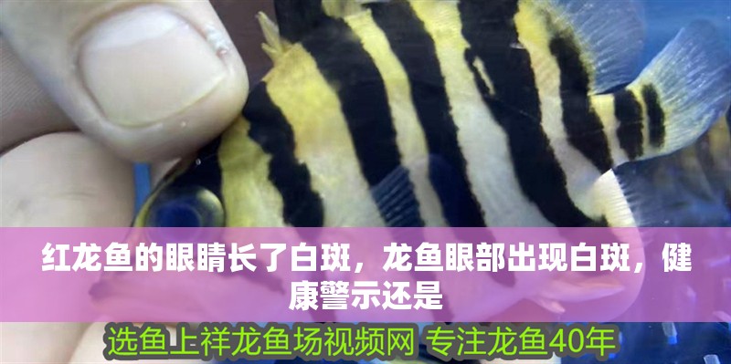 紅龍魚的眼睛長了白斑，龍魚眼部出現(xiàn)白斑，健康警示還是