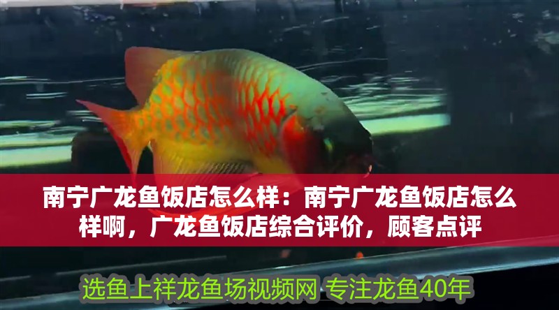 南寧廣龍魚飯店怎么樣：南寧廣龍魚飯店怎么樣啊，廣龍魚飯店綜合評價，顧客點評