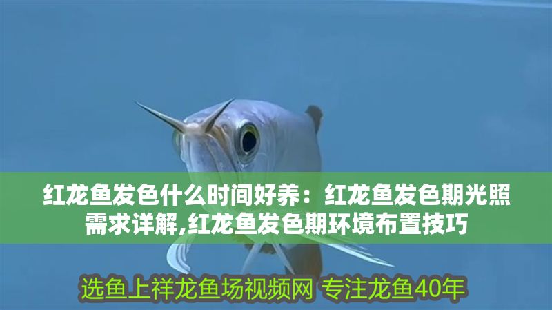 紅龍魚發(fā)色什么時間好養(yǎng)：紅龍魚發(fā)色期光照需求詳解,紅龍魚發(fā)色期環(huán)境布置技巧