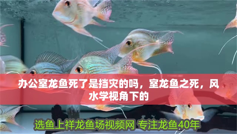 辦公室龍魚死了是擋災的嗎，室龍魚之死，風水學視角下的
