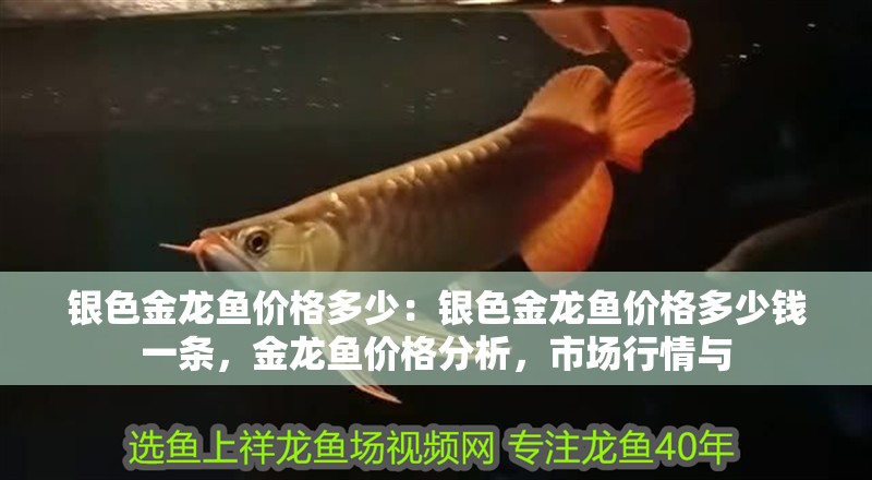 銀色金龍魚價格多少：銀色金龍魚價格多少錢一條，金龍魚價格分析，市場行情與