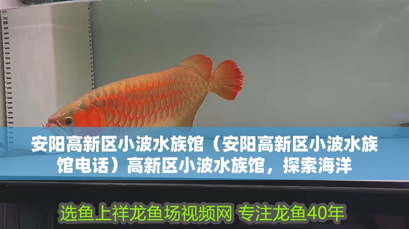 安陽高新區小波水族館（安陽高新區小波水族館電話）高新區小波水族館，探索海洋 安陽高新區小波水族館（安陽高新區小波水族館電話）高新區小波水族館，探索海洋 全國水族館企業名錄 第2張
