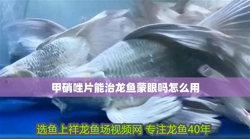 甲硝唑片能治龍魚蒙眼嗎怎么用 甲硝唑片能治龍魚蒙眼嗎怎么用 龍魚百科 第2張
