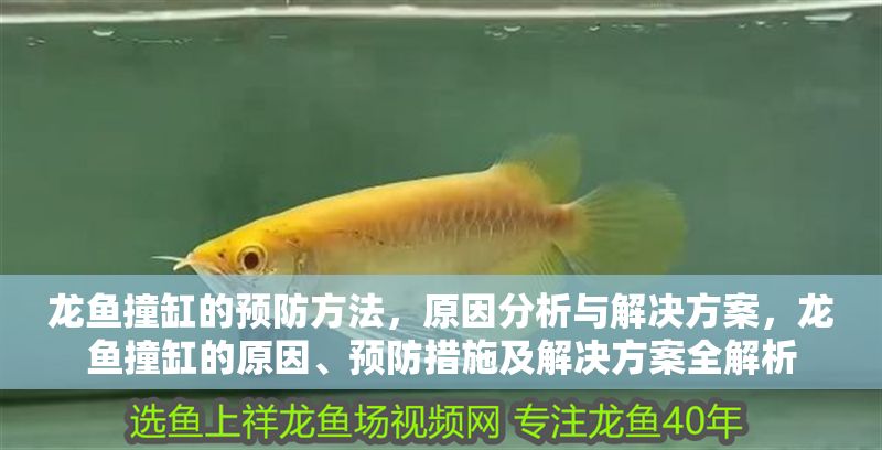 龍魚(yú)撞缸的預(yù)防方法，原因分析與解決方案，龍魚(yú)撞缸的原因、預(yù)防措施及解決方案全解析